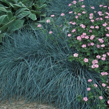 Festuca idahoensis - Idaho Blue Fescue