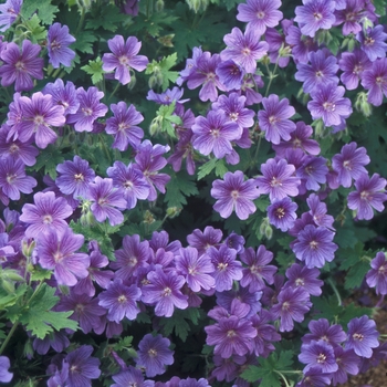 Geranium magnificum - Hardy Geranium
