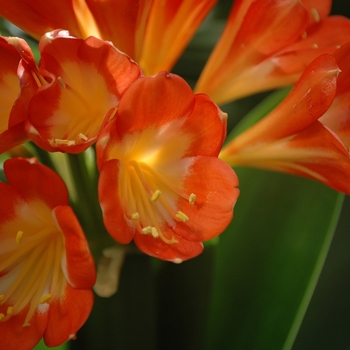 Clivia miniata - Clivia Lily