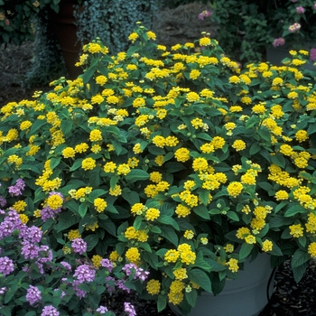 Lantana camara 'Lucky Pot of Gold' - Lantana