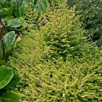 Lonicera nitida 'Baggesen's Gold' - Honeysuckle