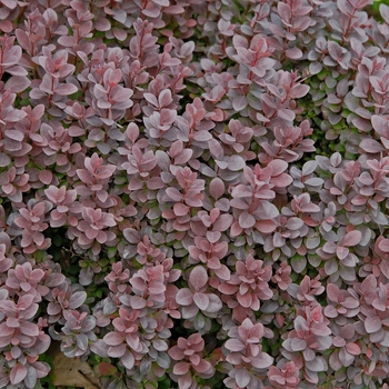 Berberris thunbergii 'Concorde' - Japanese Barberry