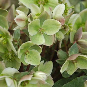Helleborus 'Ivory Prince' - Hellebore