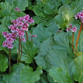Bergenia cordifolia - Bergenia