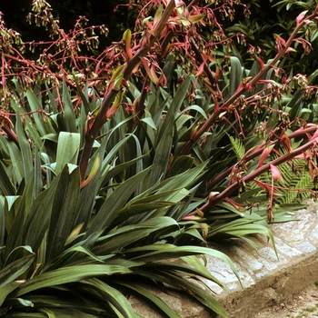Beschorneria yuccoides - Mexican Lily