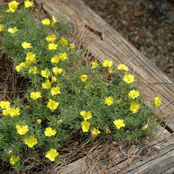 Calylophus drummondii - Texas Primrose