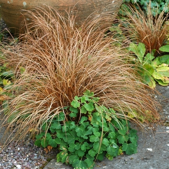 Carex buchananii - Leather Leaf Sedge