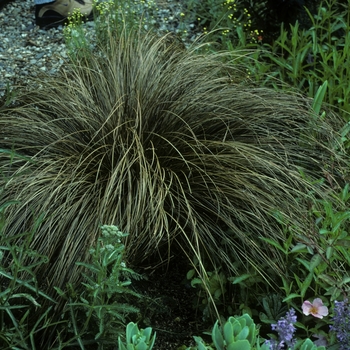 Carex comans 'Bronze' - New Zealand Hair Sedge