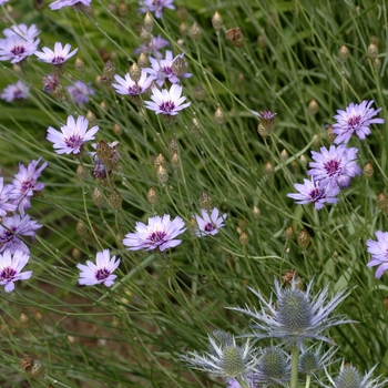 Catananche caerulea - Blue Cupid's Dart