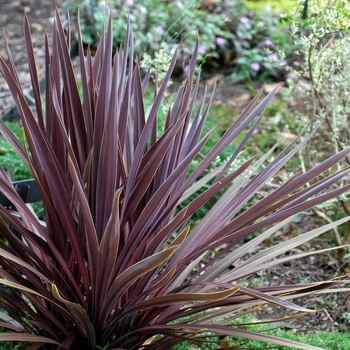 Cordyline australis 'Red Sensation' - Red Dragon Tree