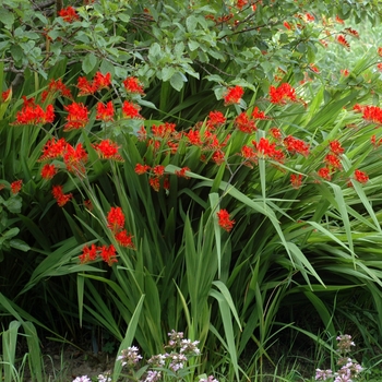 Crocosmia x crocosmiiflora 'Lucifer' - Montbretia