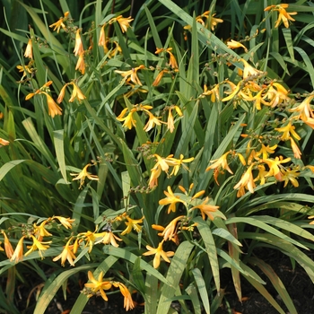 Crocosmia hybrid 'George Davidson' - Montbretia