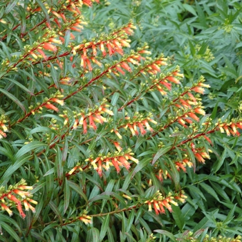 Cuphea micropetala - Tall Cigar Plant