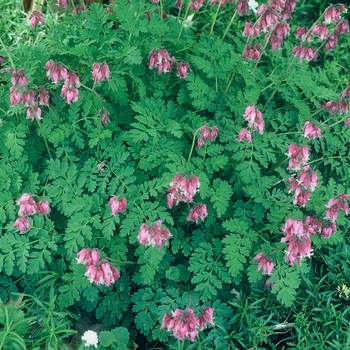 Dicentra hybrid 'Luxuriant' - Fringed Bleeding Heart