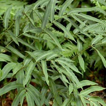 Dryopteris sieboldii - Siebold's Wood Fern