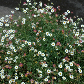 Erigeron karvinskianus - Mexican Fleabane