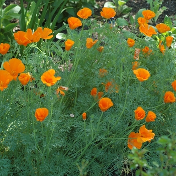 Eschscholzia californica - California Poppy