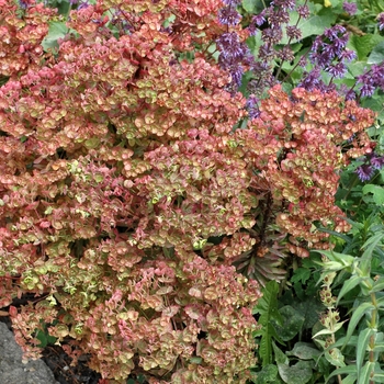 Euphorbia x martinii - Martin Euphorbia