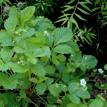Fragaria vesca 'Golden Alexandria' - Alpine Strawberry