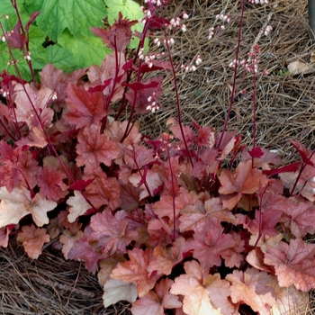 Heuchera 'Dolce® Peach Melba' - Heuchera