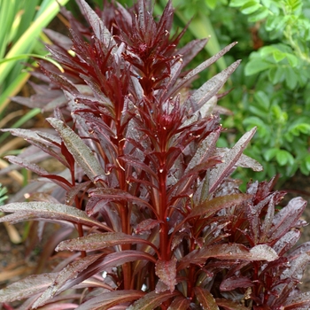 Lobelia fulgens 'Queen Victoria' - Red Lobelia