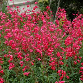 Penstemon hybrid 'Firebird' - Penstemon