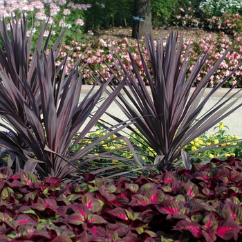 Perilla frutescens 'Magilla™ Purple' - Perilla