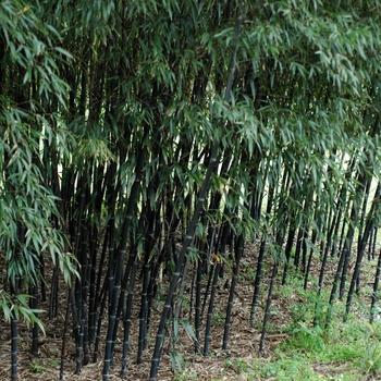 Phyllostachys nigra 'Boryana' - Black Bamboo