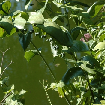 Polygonatum commutatum - Solomon's Seal