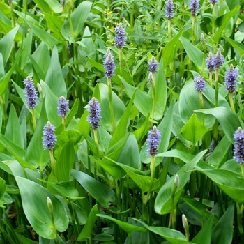 Pontederia cordata - Pickerelweed