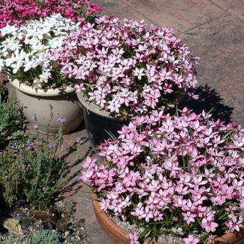Rhodohypoxis baurii - Rhodohypoxis