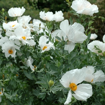 Romneya coulteri - Matilija Poppy