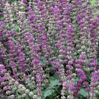 Salvia verticillata 'Purple Rain' - Lilac Sage