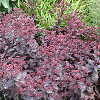 Sedum hybrid 'Purple Emperor' - Hybrid Stonecrop