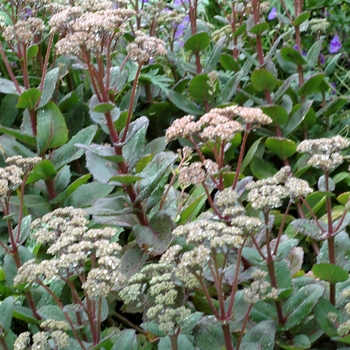 Sedum telephium 'Matrona' - Autumn Stonecrop