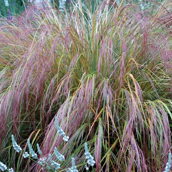 Stipa arundinacea - Bamboo Feather Grass