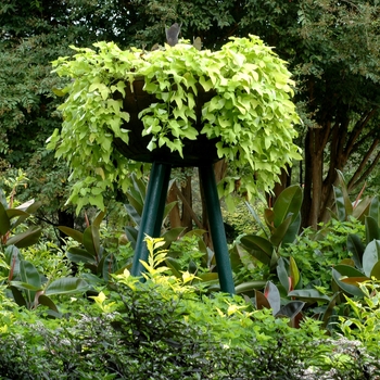 Ipomoea batatas 'Margarita' - Ornamental Sweet Potato