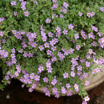 Sutera cordata 'Blue' - Blue Bacopa