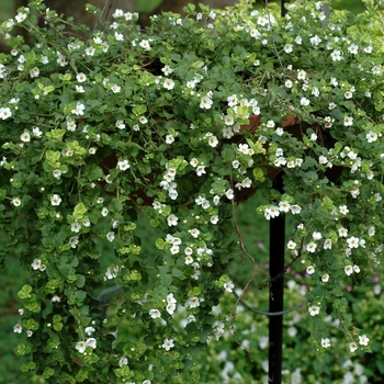 Sutera hybrid 'Gulliver White' - Bacopa