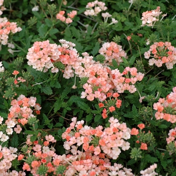 Verbena hybrid 'Lanai Peach' - Verbena