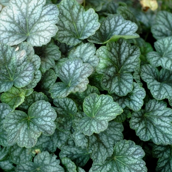 Heuchera Green Spice - Coral Bells