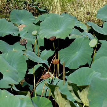 Nelumbo nucifera - Sacred Lotus