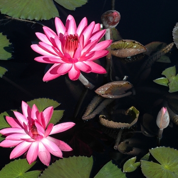 Nymphaea hybrid 'Pink' - Pink Water Lily