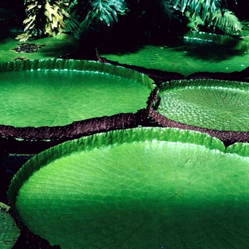 Victoria cruziana - Santa Cruz Water Lily