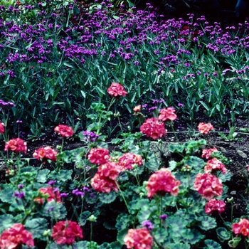 Verbena rigida Venosa - Stiff Verbena