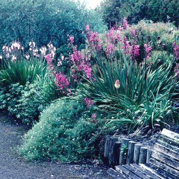 Watsonia spp. - Bugle Lily