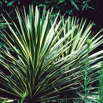 Yucca aloifolia 'Marginata' - Spanish Bayonet