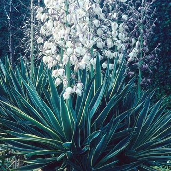 Yucca gloriosa 'Variegata' - Variegated Candle Lily