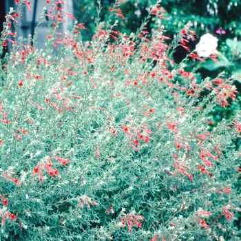 Zauschneria californica - California Fuchsia