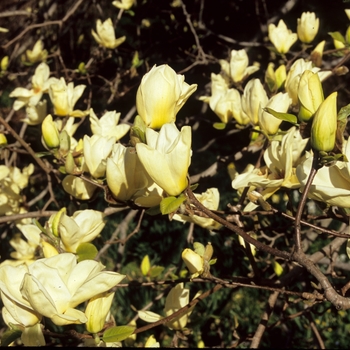 Magnolia 'Elizabeth' - Yellow Magnolia